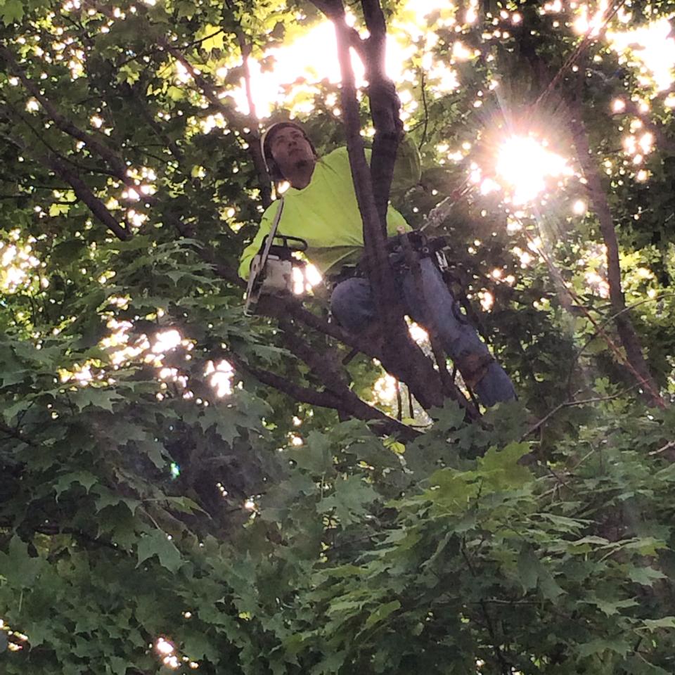Tree Trimming Kansas City Tree Trimming Overland Park