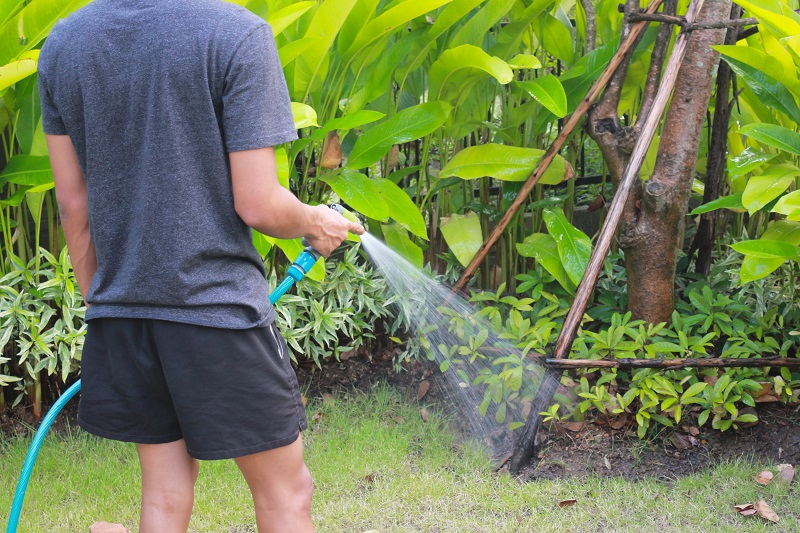 Signs You have Been Under or Over Watering Your Trees