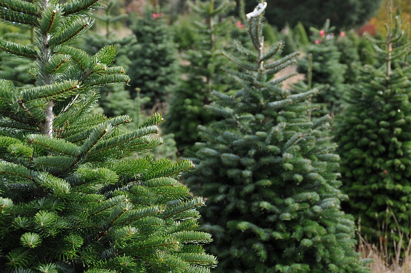 Why Evergreen Trees Turn Brown in the Winter and How You Can Fix the