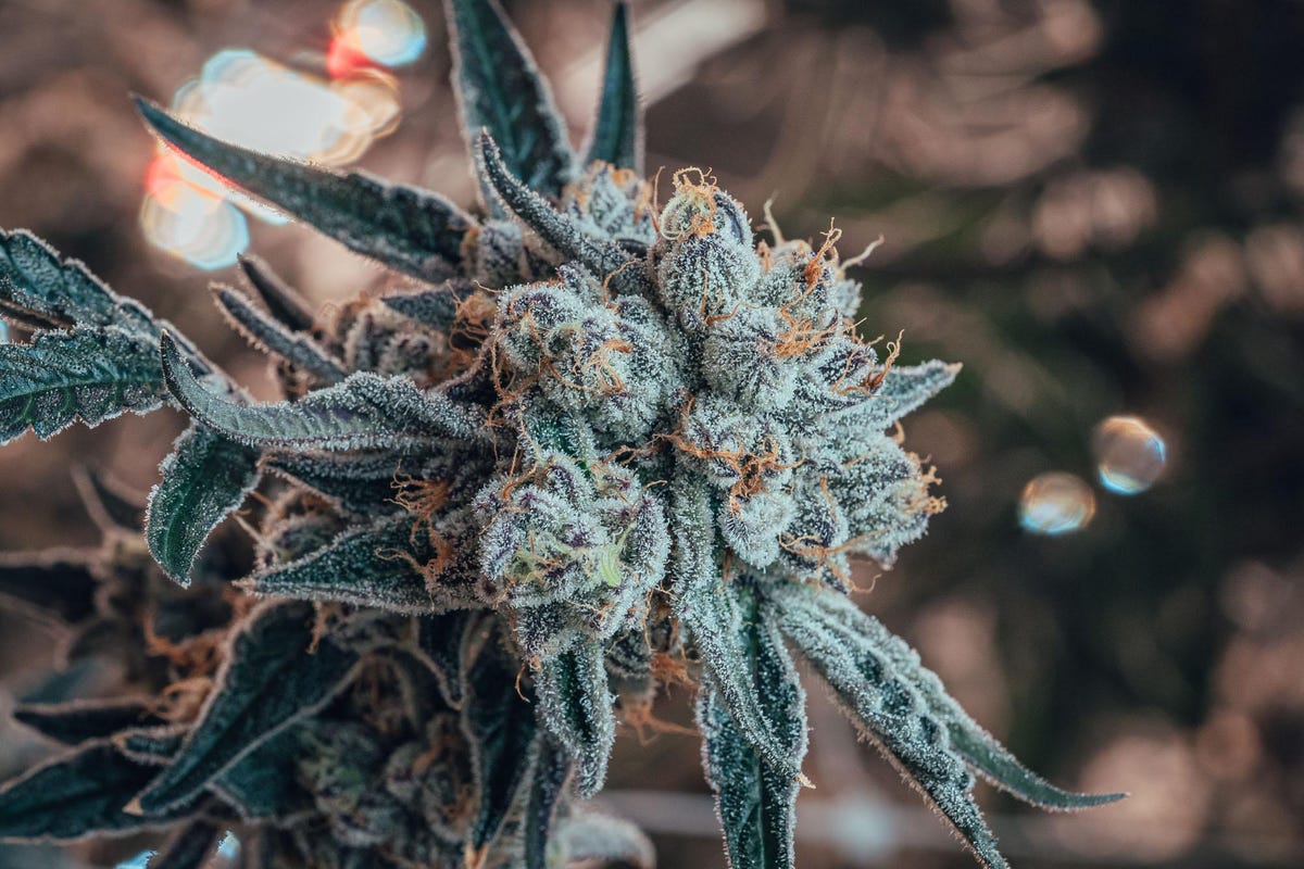 Habitat The Sustainable Cannabis Farm Using Aquaculture To Grow Top