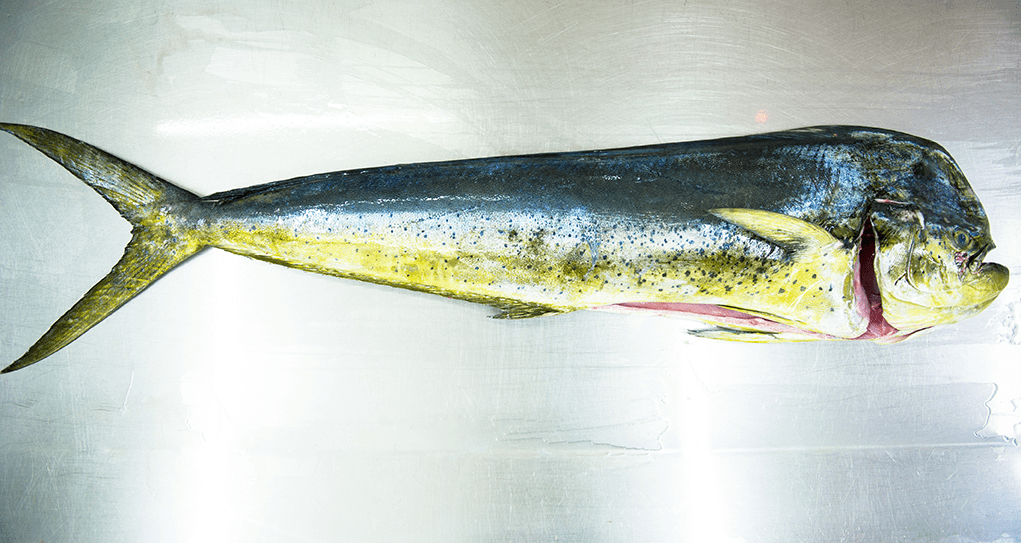 Mahi « AFFCO Trading