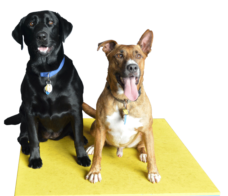 InHome Pet Sitting Affectionate Pet Care