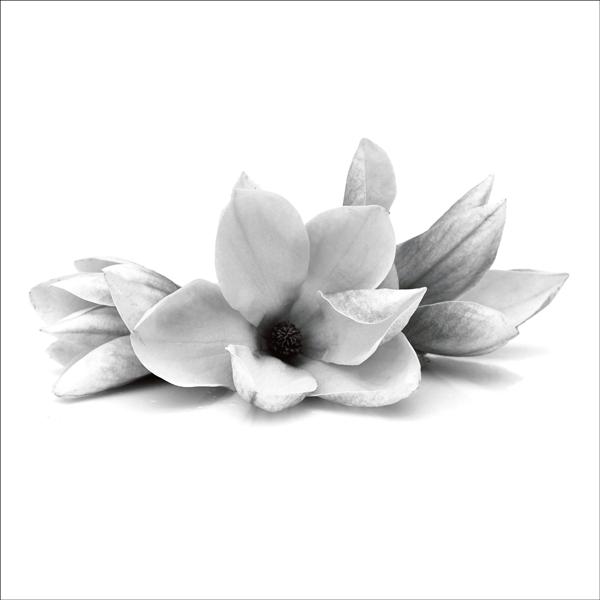 Magnolia Flowers Black and White Photographic Card Affirmations