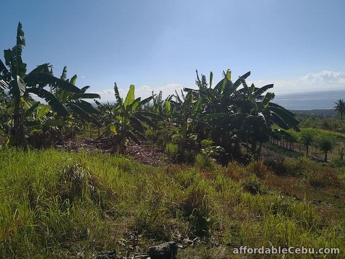 Ocean viewing Farm Lots for Sale!!! NAGA For Sale Naga City Cebu