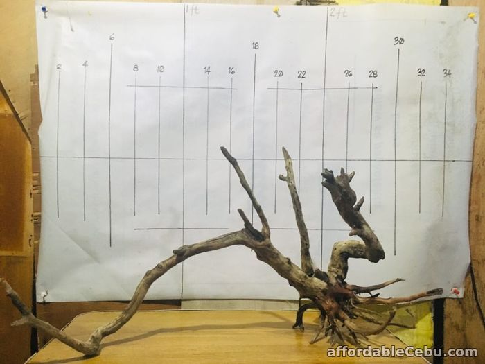 AFFORDABLE DRIFTWOODS FOR SALE For Sale Cebu City CebuPhilippines 82577