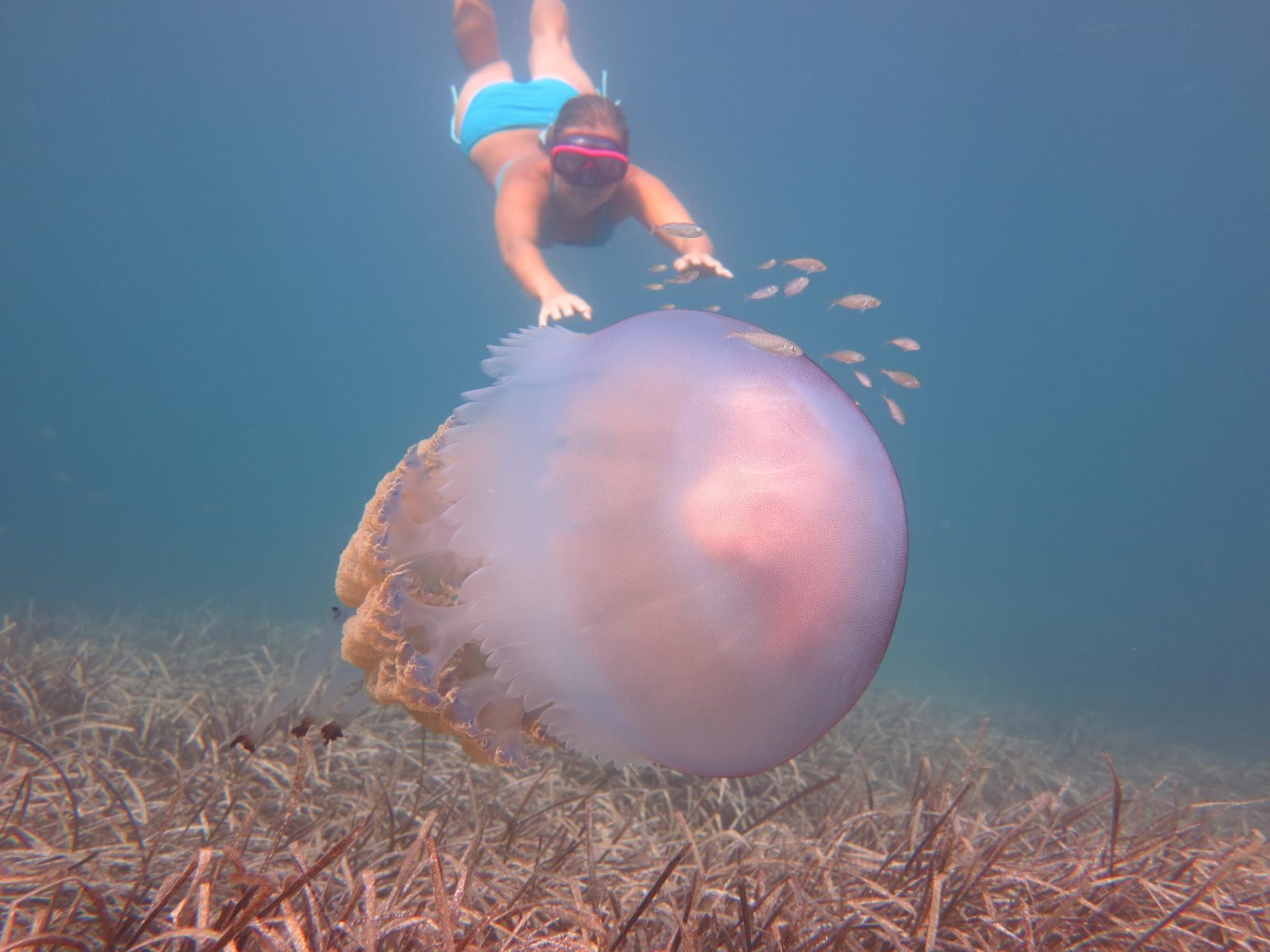 Giant Jellyfish Spotted Off the Mallorcan Coast Affordable Mallorca