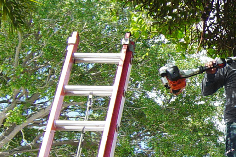 Florida Laws on Neighbor’s Trees Affordable Tree Service, Inc