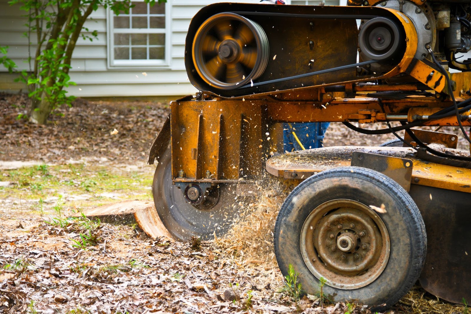 Stump Grinding Cost Affordable Tree Service