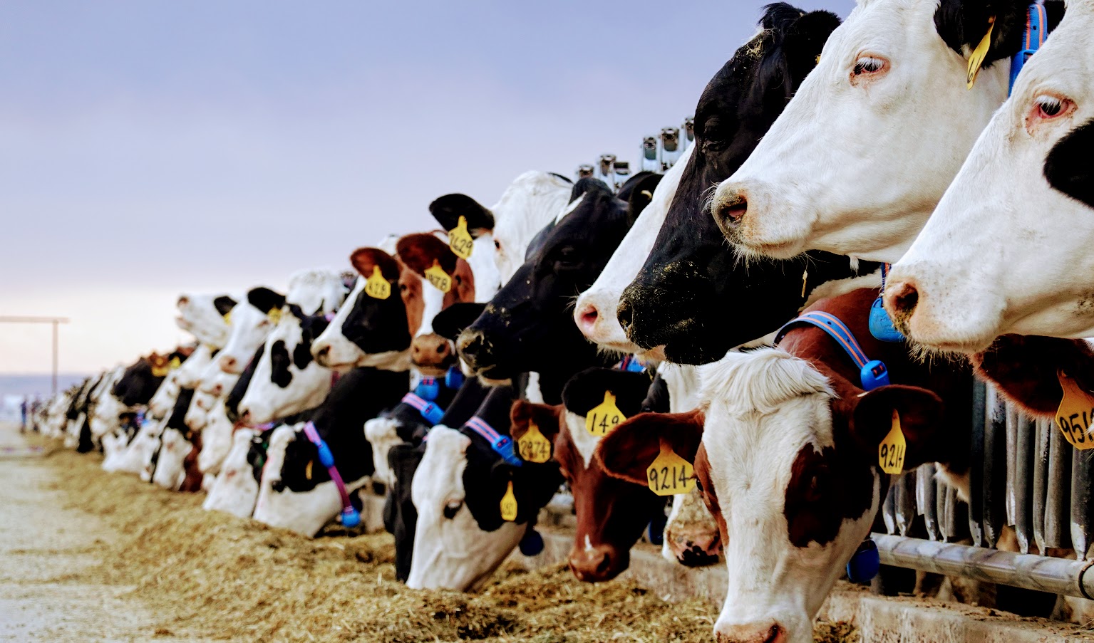 Dairy Cow Prices 2021 Farm House