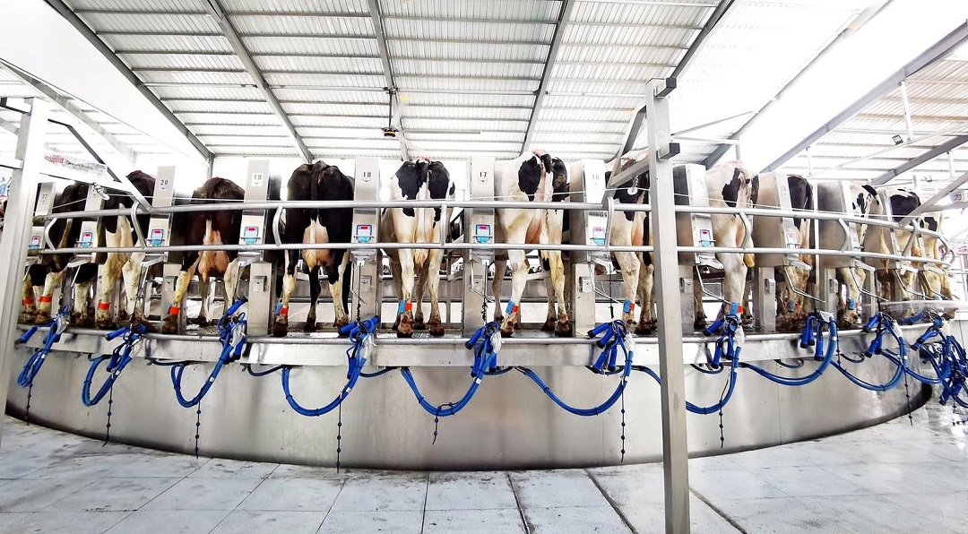 Parallel Milking Parlour