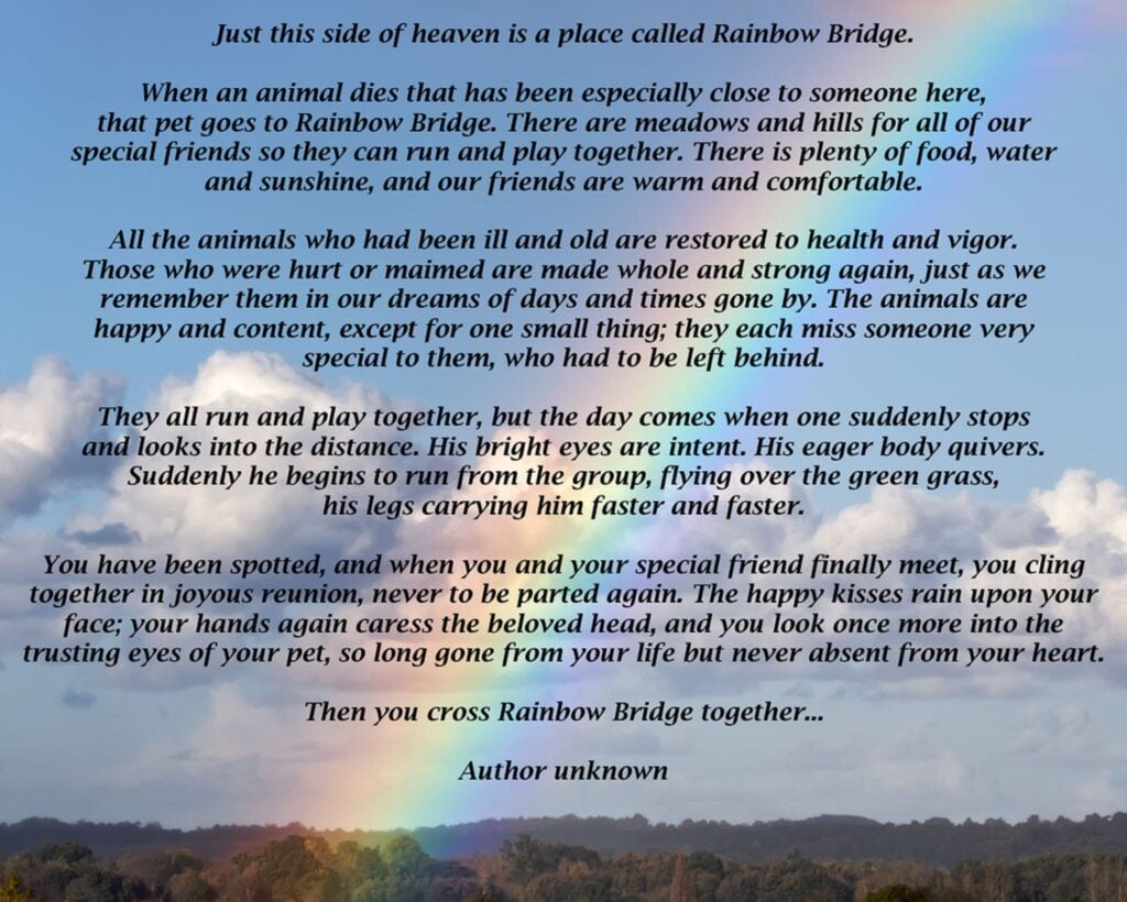 In Memory A Forever Home Rescue Foundation