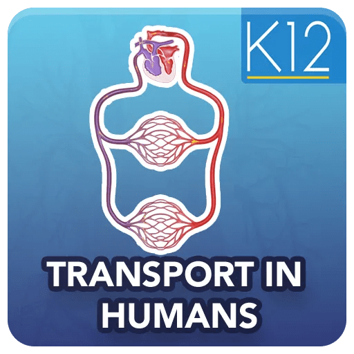 Transport in Humans Biology