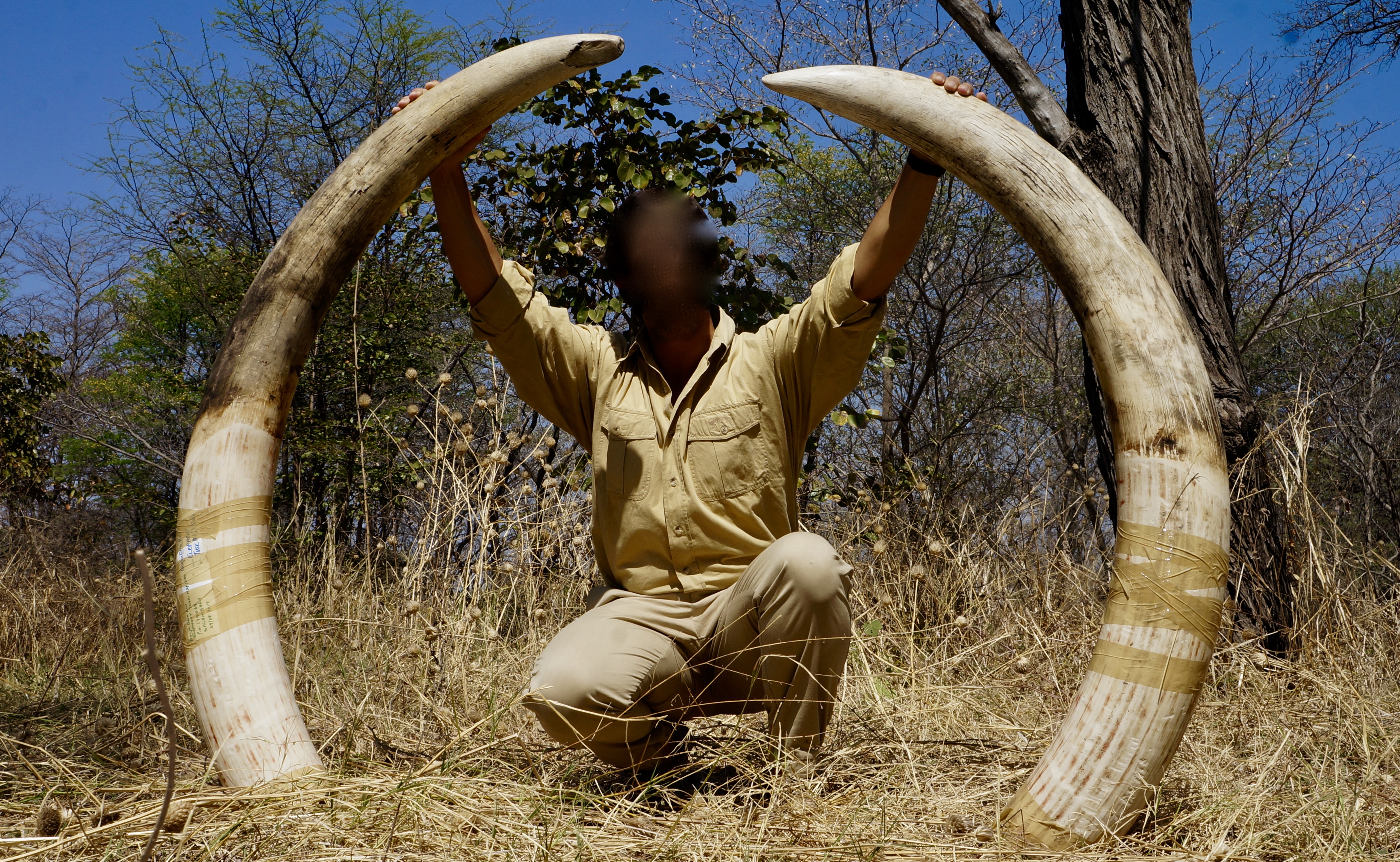 Trophy Elephant Hunting Safari Caprivi Namibia