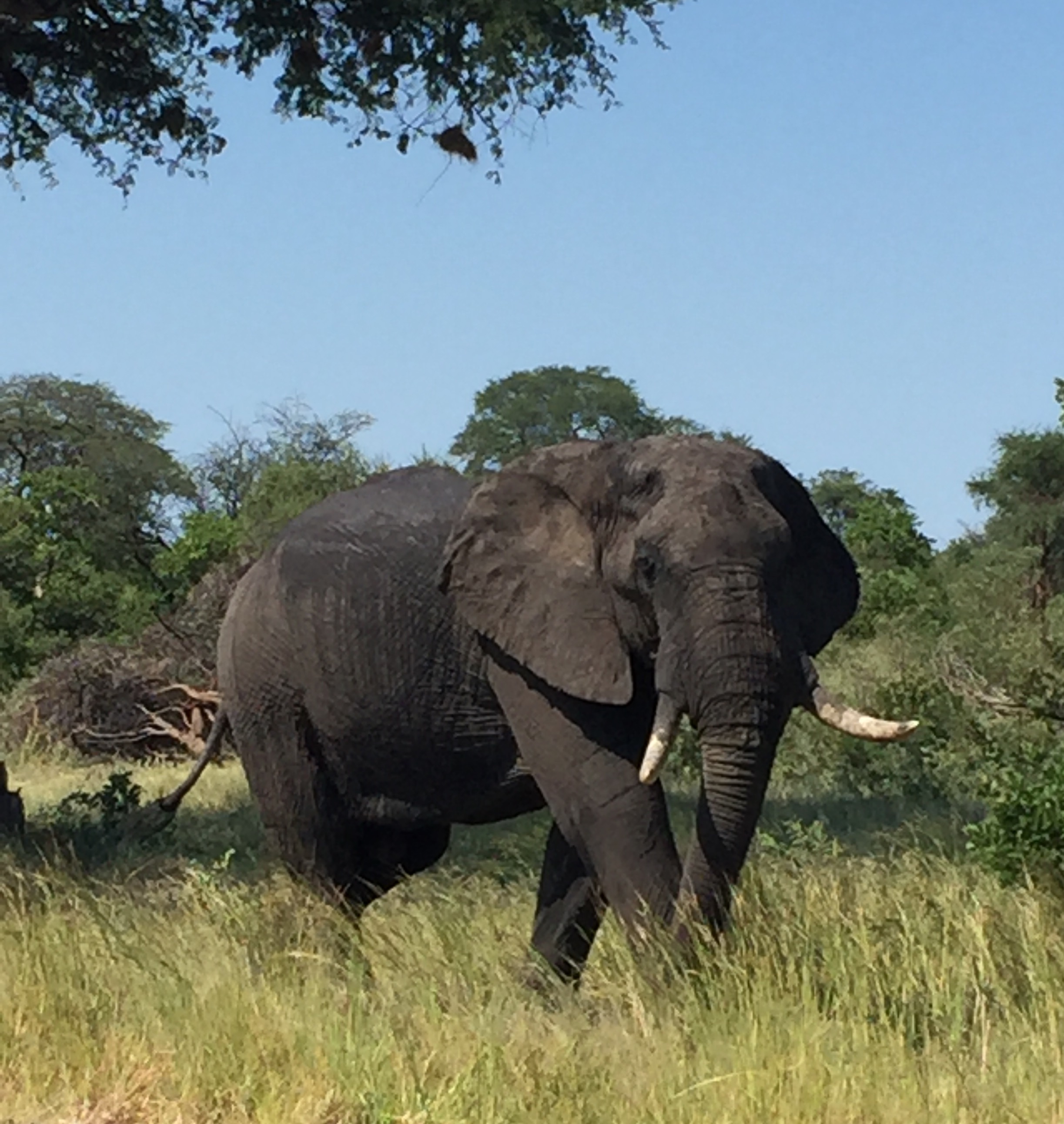 What Hunting Outfitters Are Open In Botswana Page 2