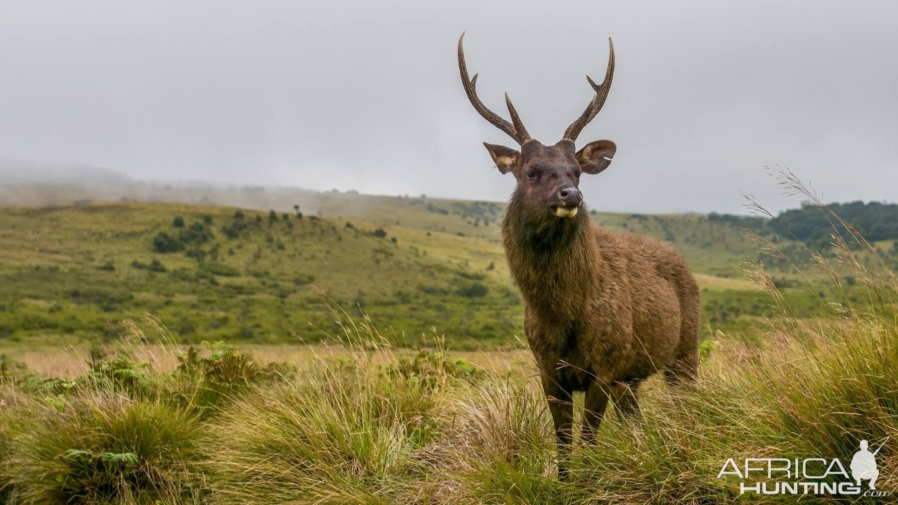 Sambar Deer Hunt New Zealand | AfricaHunting.com