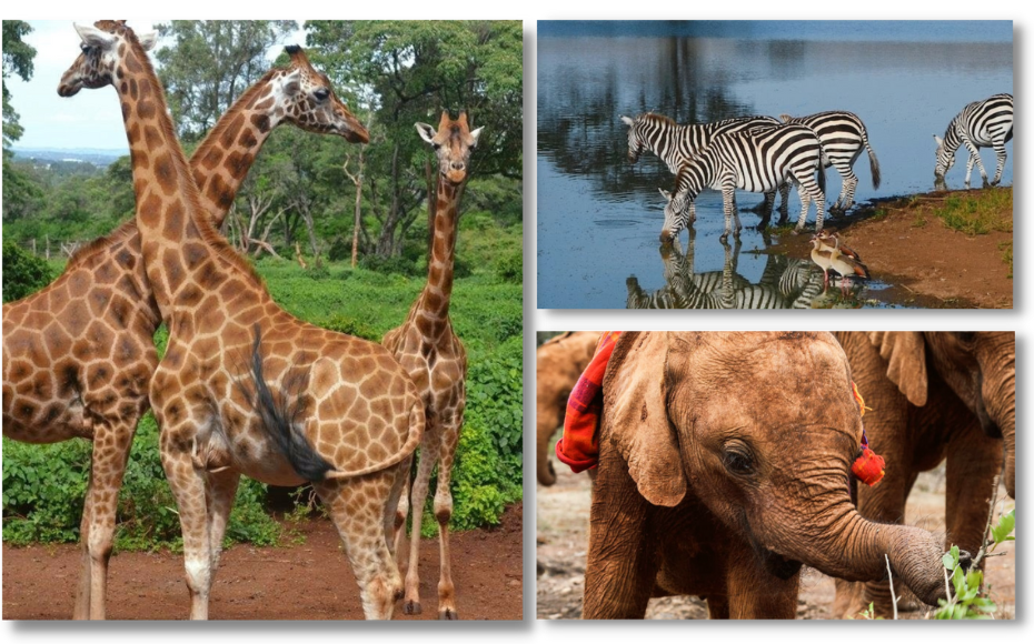 4th ALNA Annual Meeting Nairobi, Kenya (2023) ALNA Network ALNA