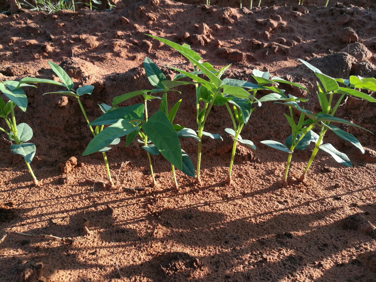 Everybody’s planting it Cowpea, a crop for tough times African Farming