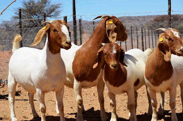 Goat production Keeping your flock wellwatered African Farming