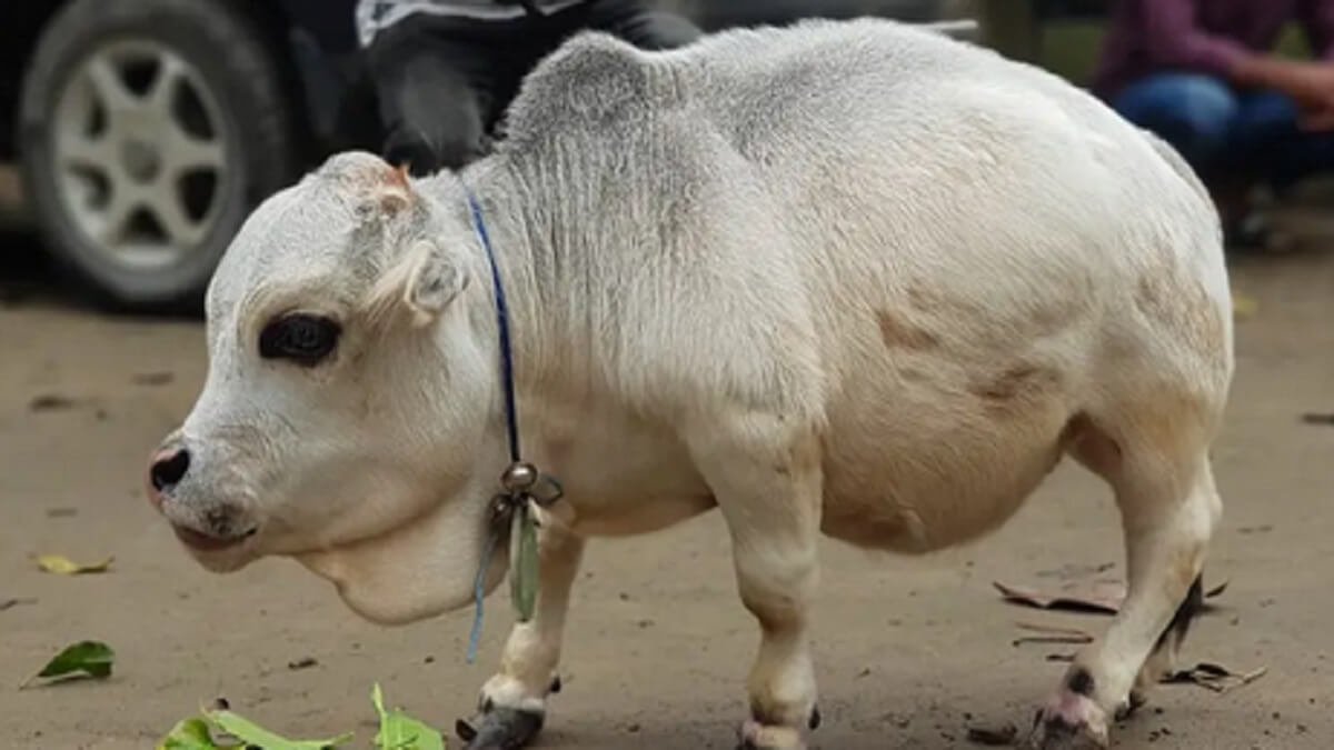 La « plus petite vache du monde » meurt après être devenue célèbre