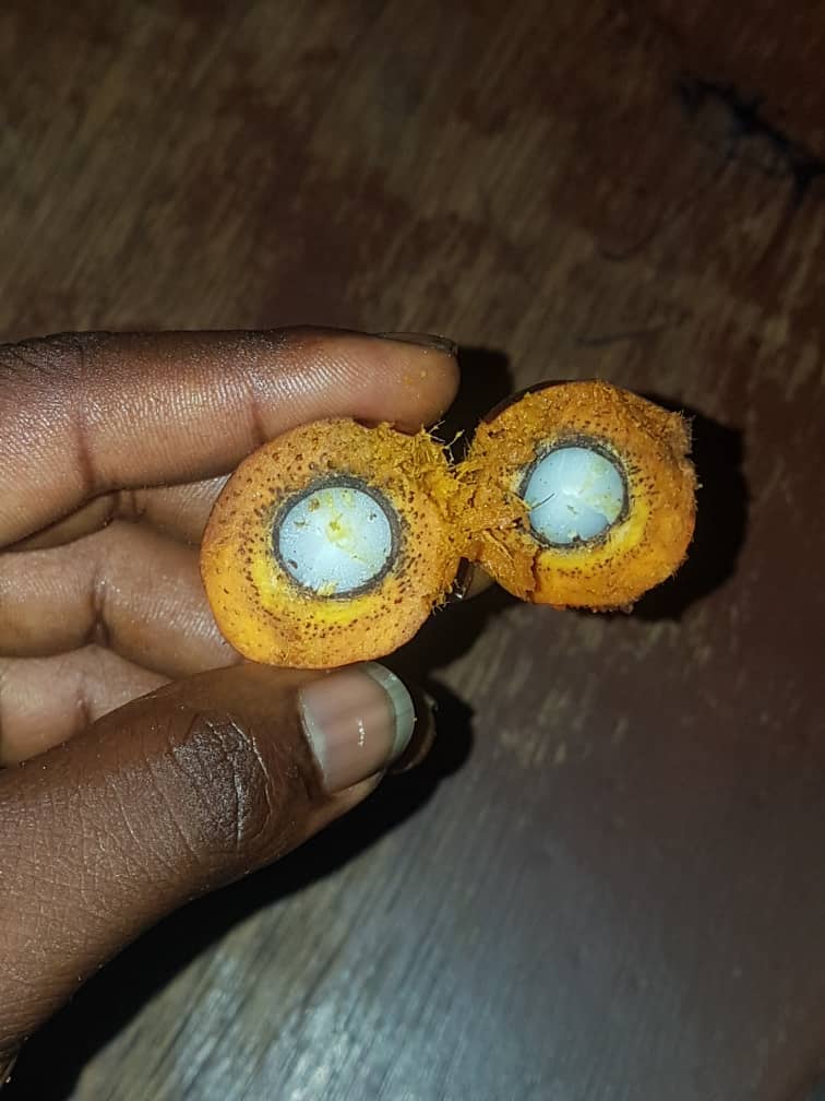 Hybrid Oil Palm Seedlings (Super Gene Tenera Varieties) Afrimash