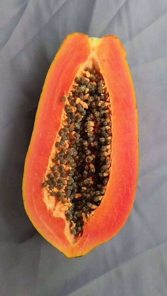 California Hybrid Dwarf Pawpaw (ipb9 Variety 250 Seeds/Pack