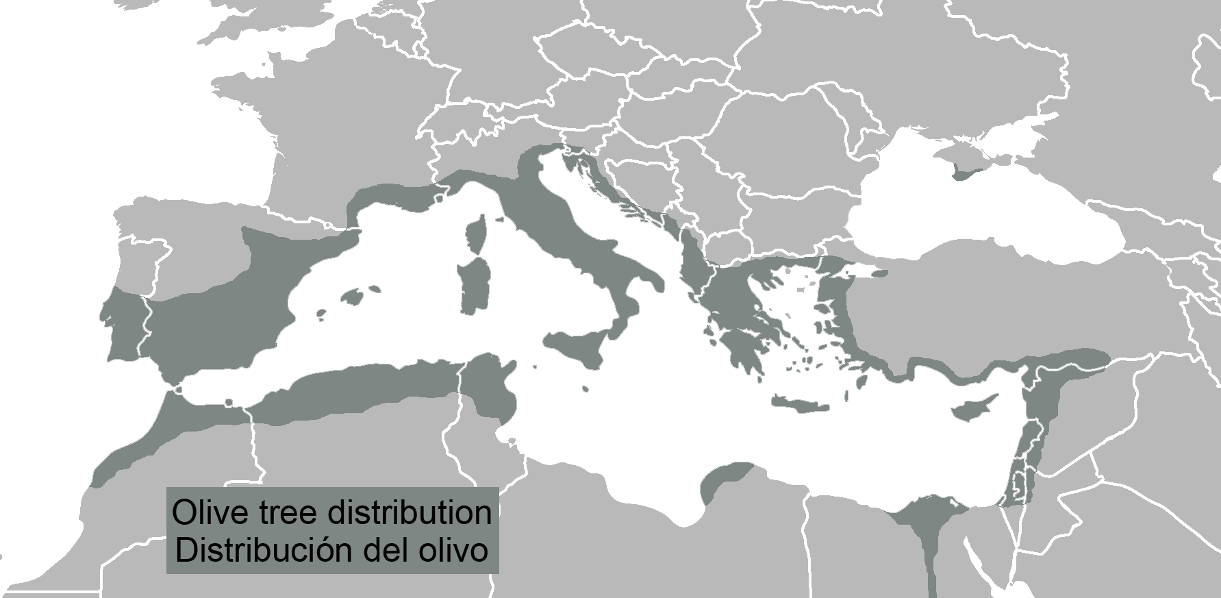 Olive Tree Growing Rate at Jennifer Meyer blog