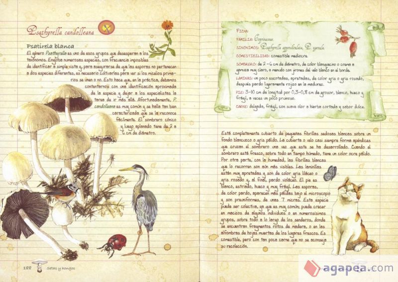 SETAS Y HONGOS TODOLIBRO 9788415401216