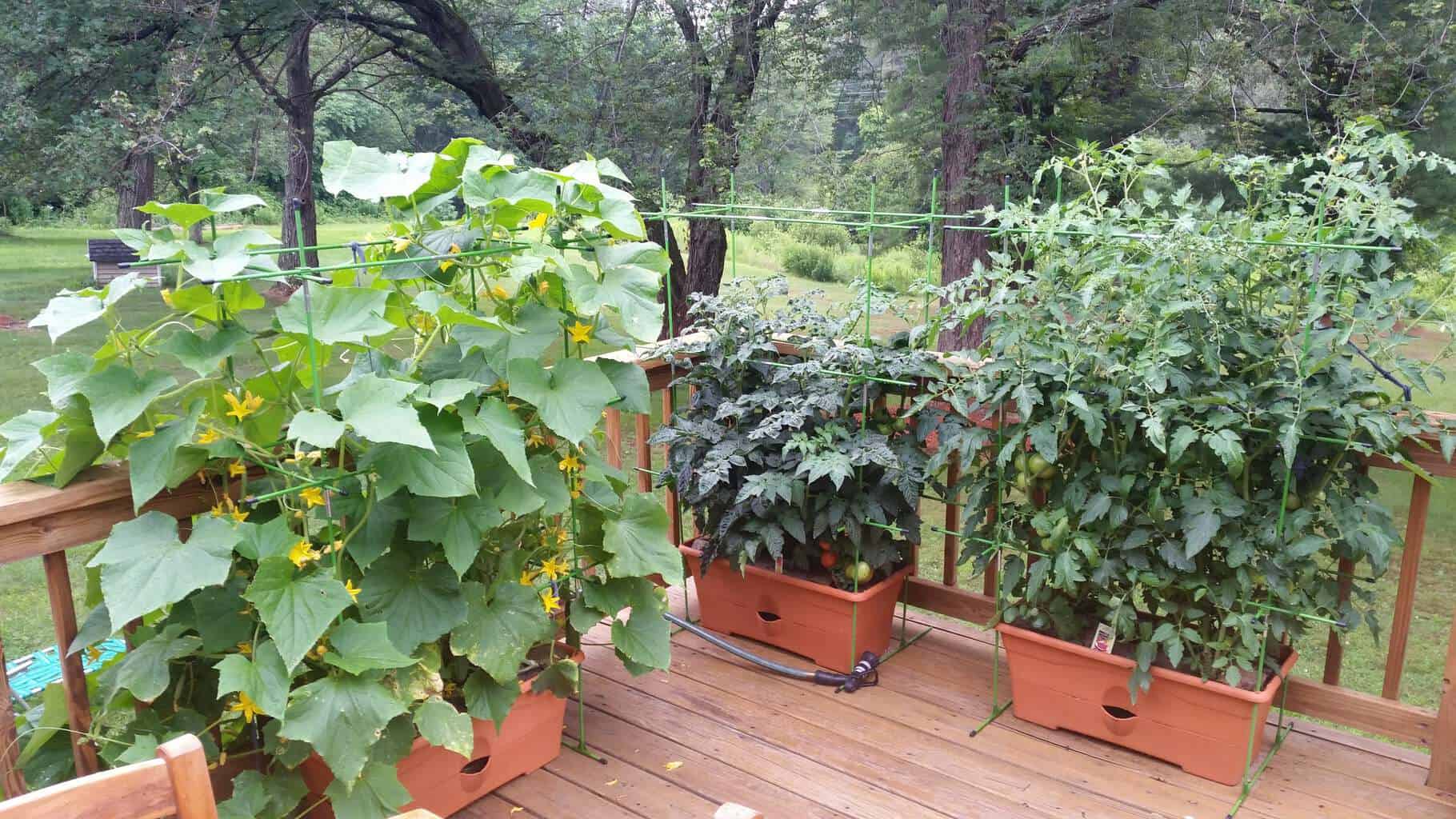 The Garden Patch GrowBox Tomato Planter Container Garden