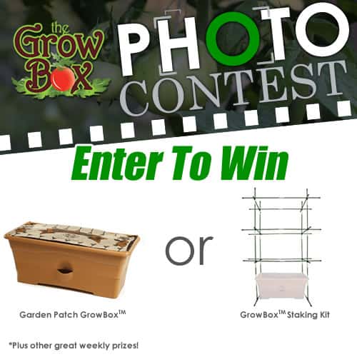 Photo Giveaway Garden Patch