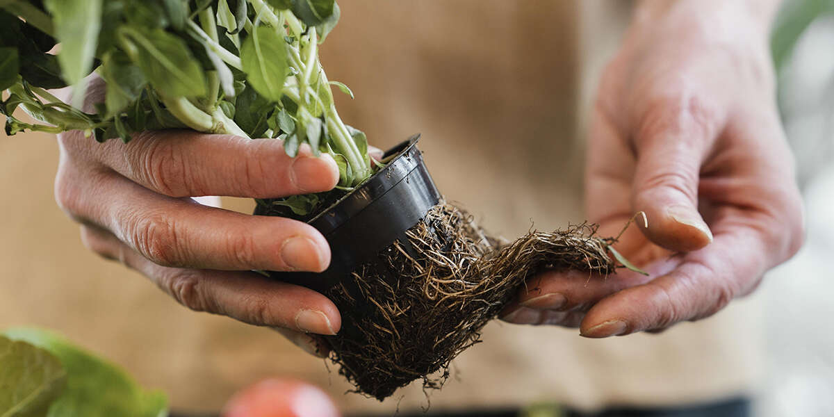 How Deep Do Tomato Roots Grow & What Can Affect Their Depth?