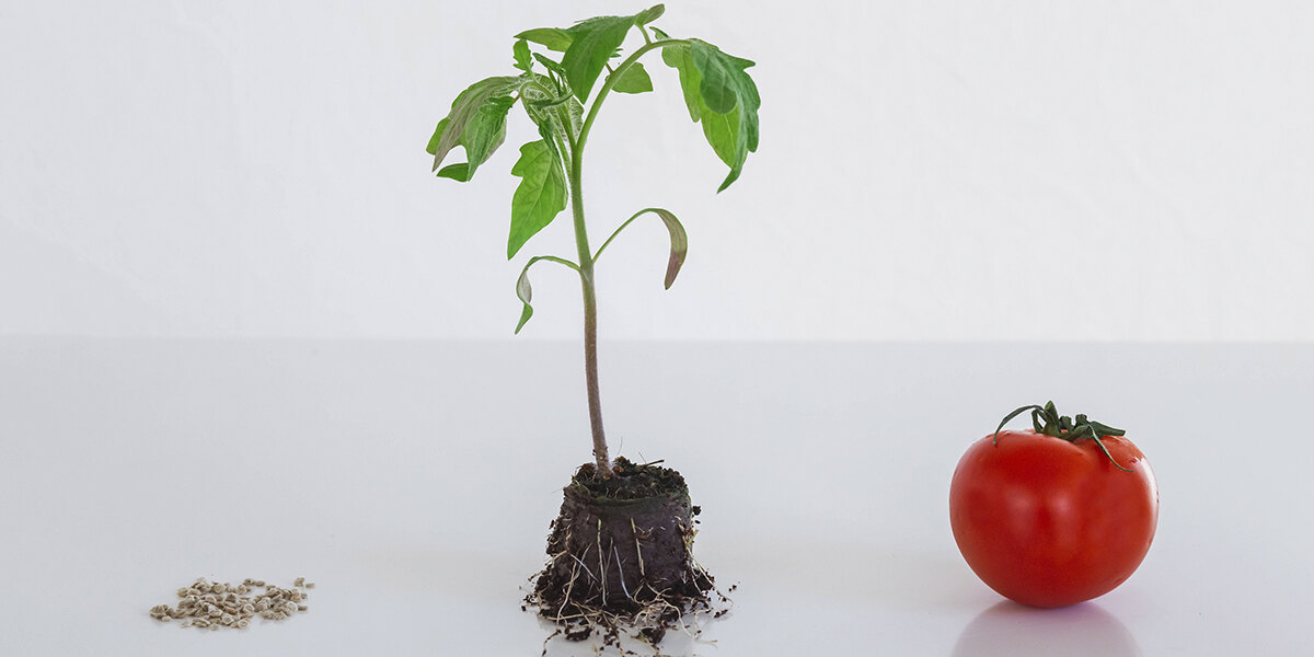 How Deep Do Tomato Roots Grow & What Can Affect Their Depth?