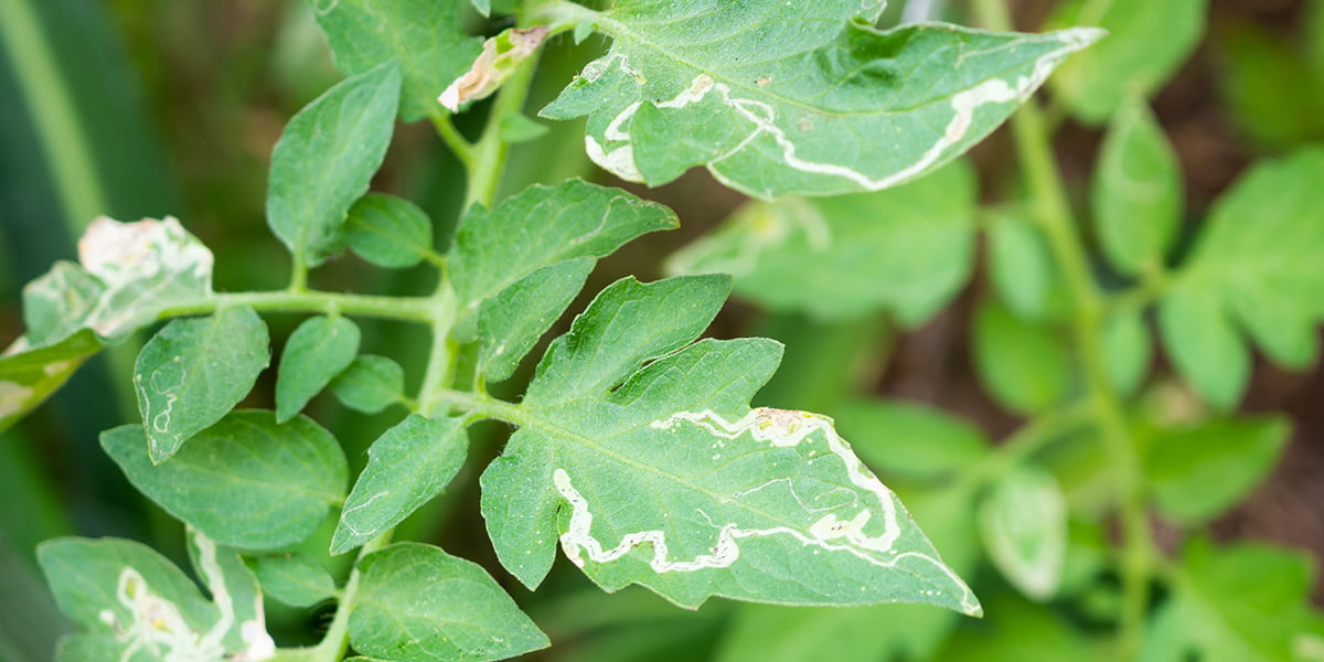 Tomato Hornworm Damage 9 Signs To Look For Garden Patch