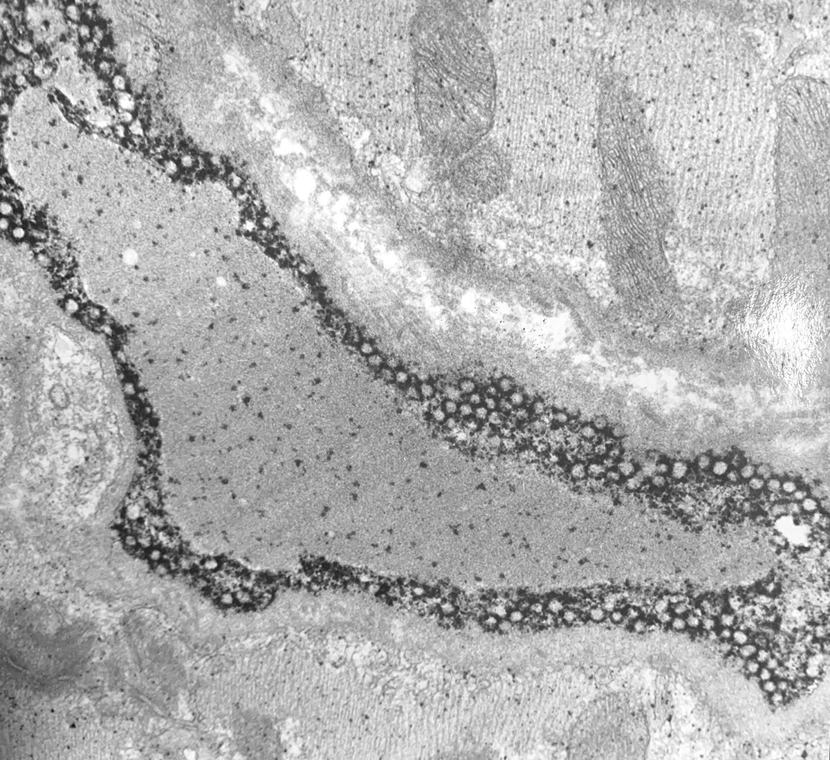 Using LR White for Light Microscopy