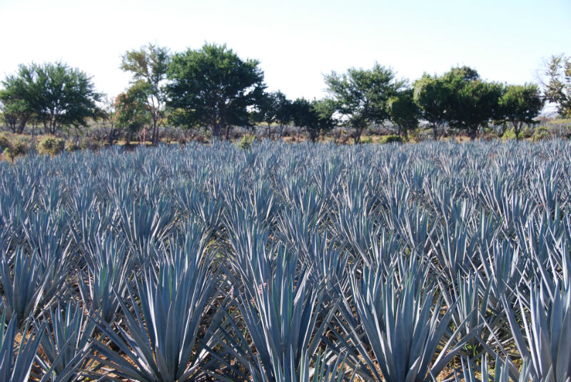 LATEST VIDEO! Learn the history behind our brand Agave UndergroundAgave Underground