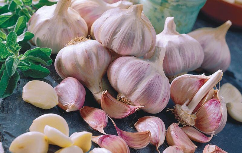 How Profitable is Garlic Farming in Kenya? Agcenture