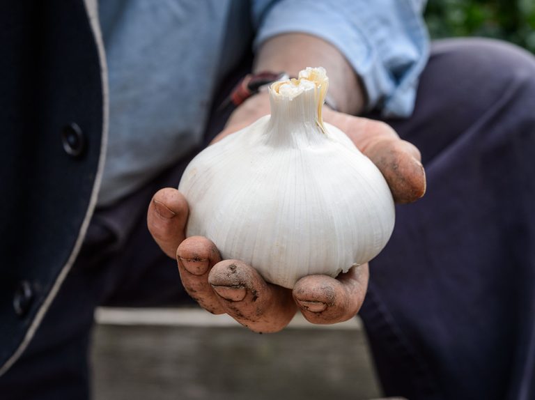 Which are the best garlic varieties in Kenya? Agcenture