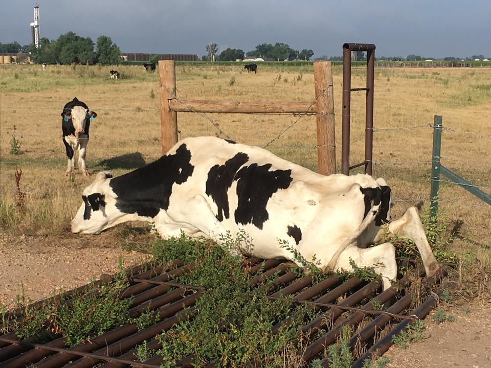 Firefighters, oil field workers rescue cow from cattle guard AGDAILY