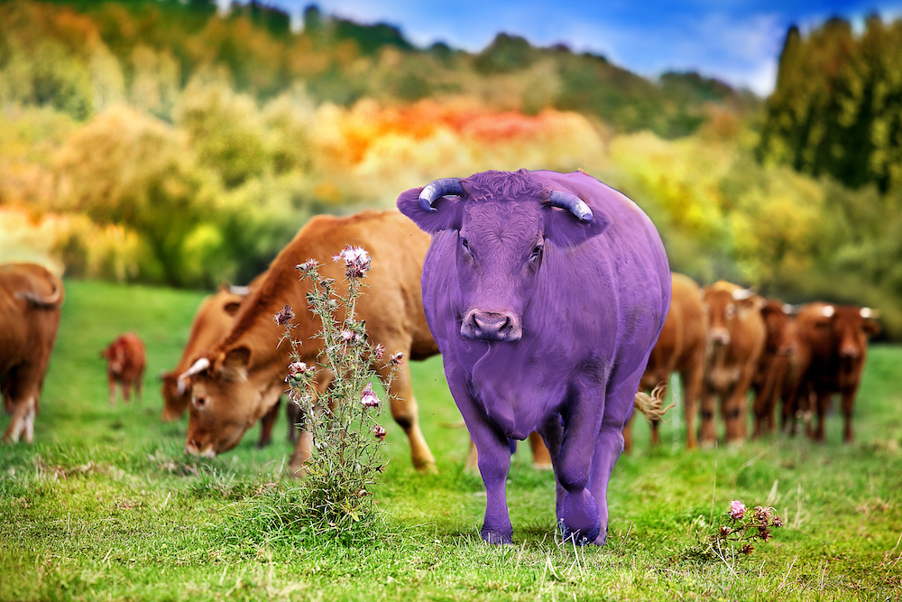 The Purple Cow How Insurance Agencies Can Stand Out When Recruiting