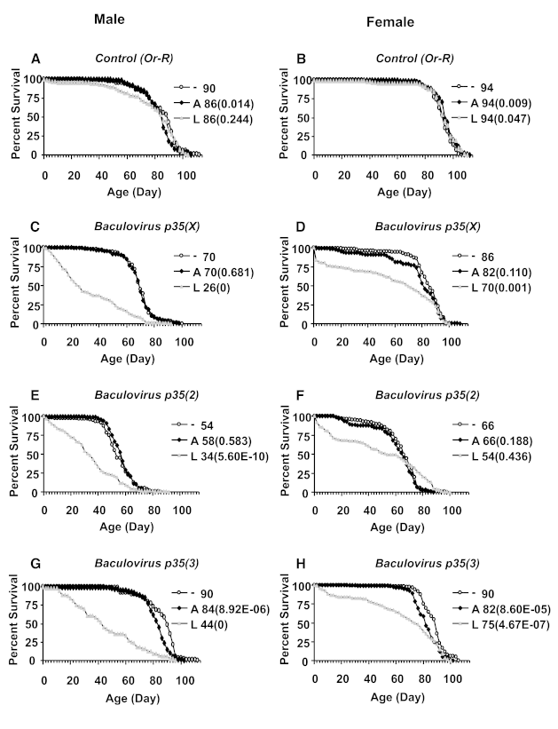 A screen of apoptosis and senescence regulatory genes for life span