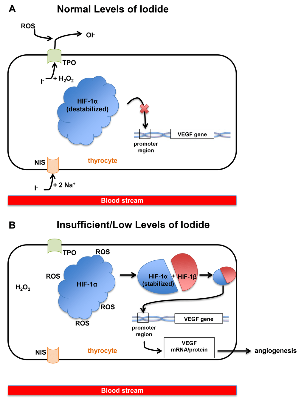 Effect of the micronutrient iodine in thyroid carcinoma angiogenesis