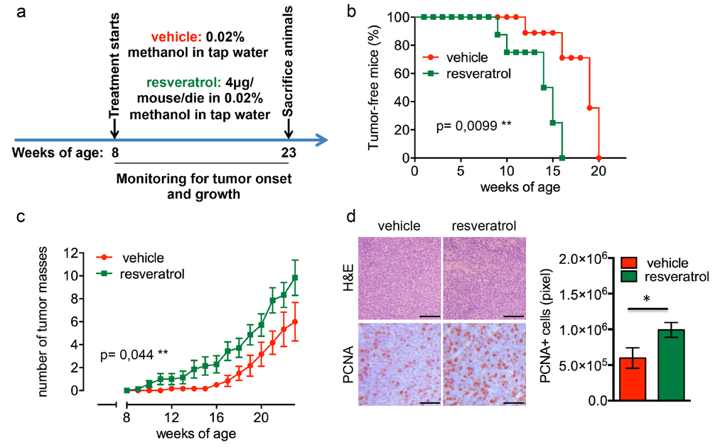 Resveratrol fuels HER2 and ERαpositive breast cancer behaving as