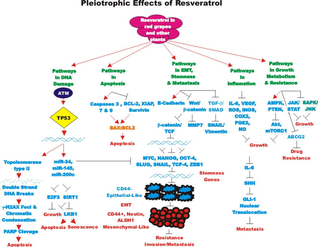 Effects of resveratrol, curcumin, berberine and other nutraceuticals on