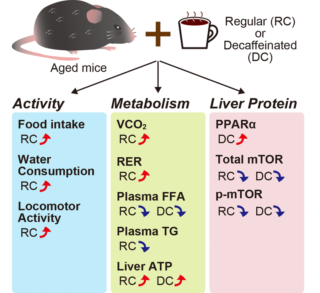 Aging Antiaging effects of coffee Figure f1