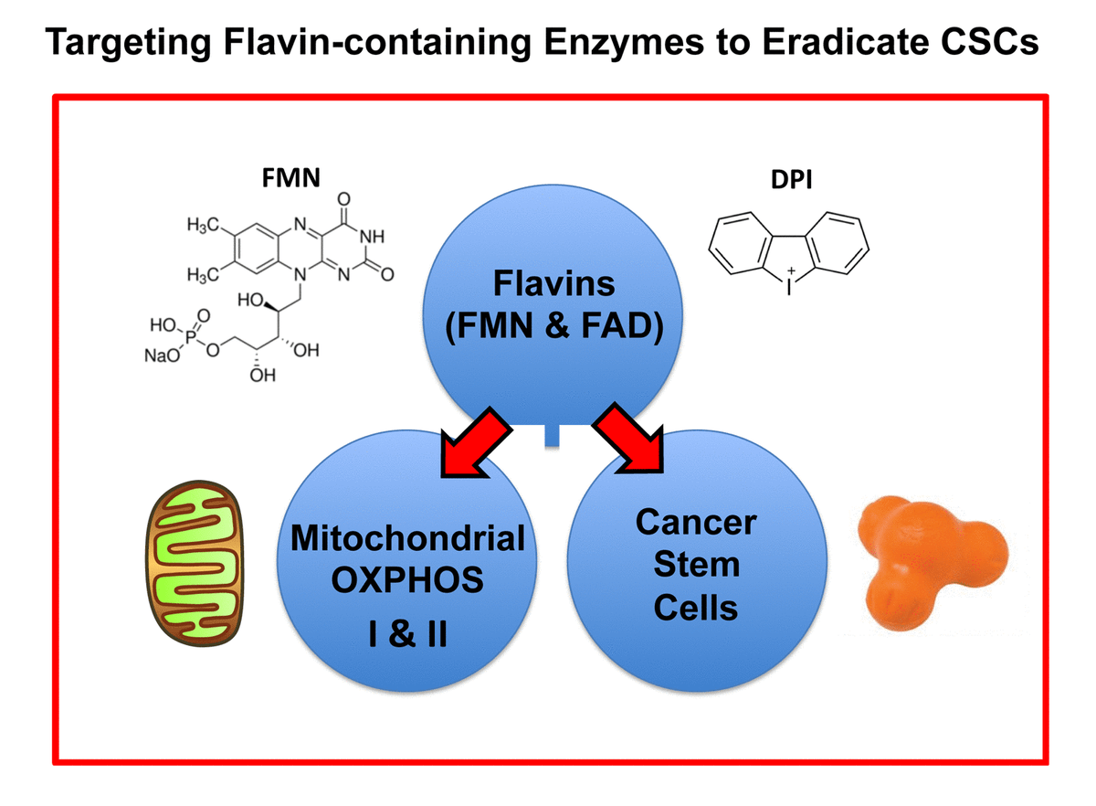 Targeting flavincontaining enzymes eliminates cancer stem cells (CSCs