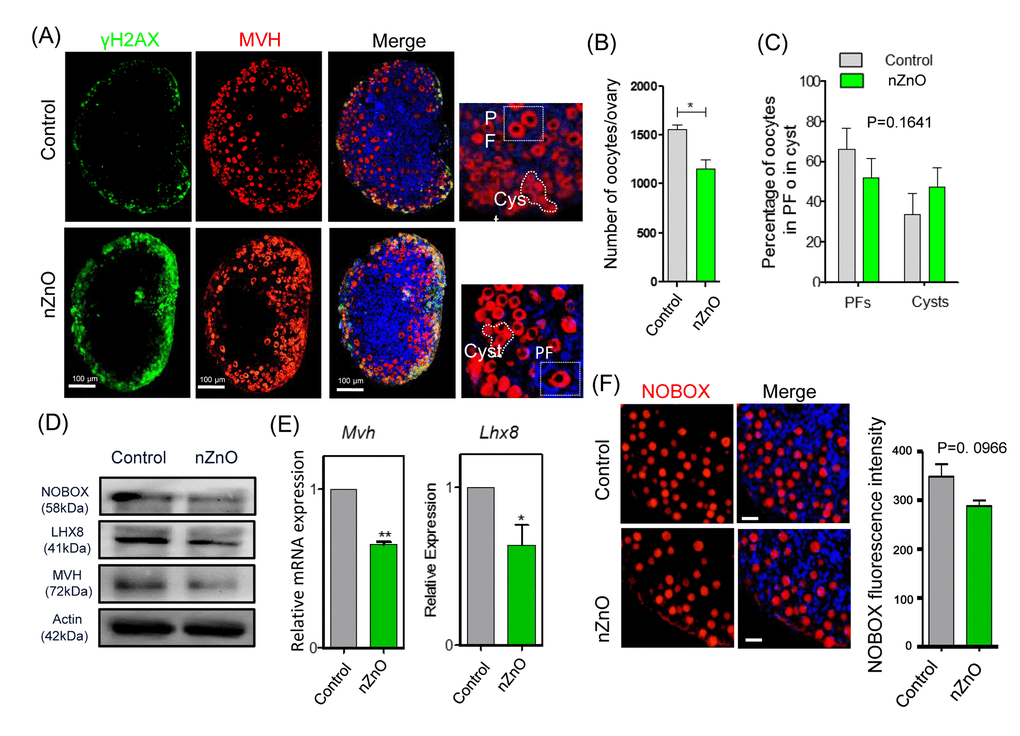 Exposure to Zinc oxide nanoparticles during pregnancy induces oocyte