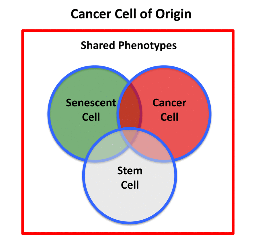 Hallmarks of the cancer cell of origin Comparisons with “energetic