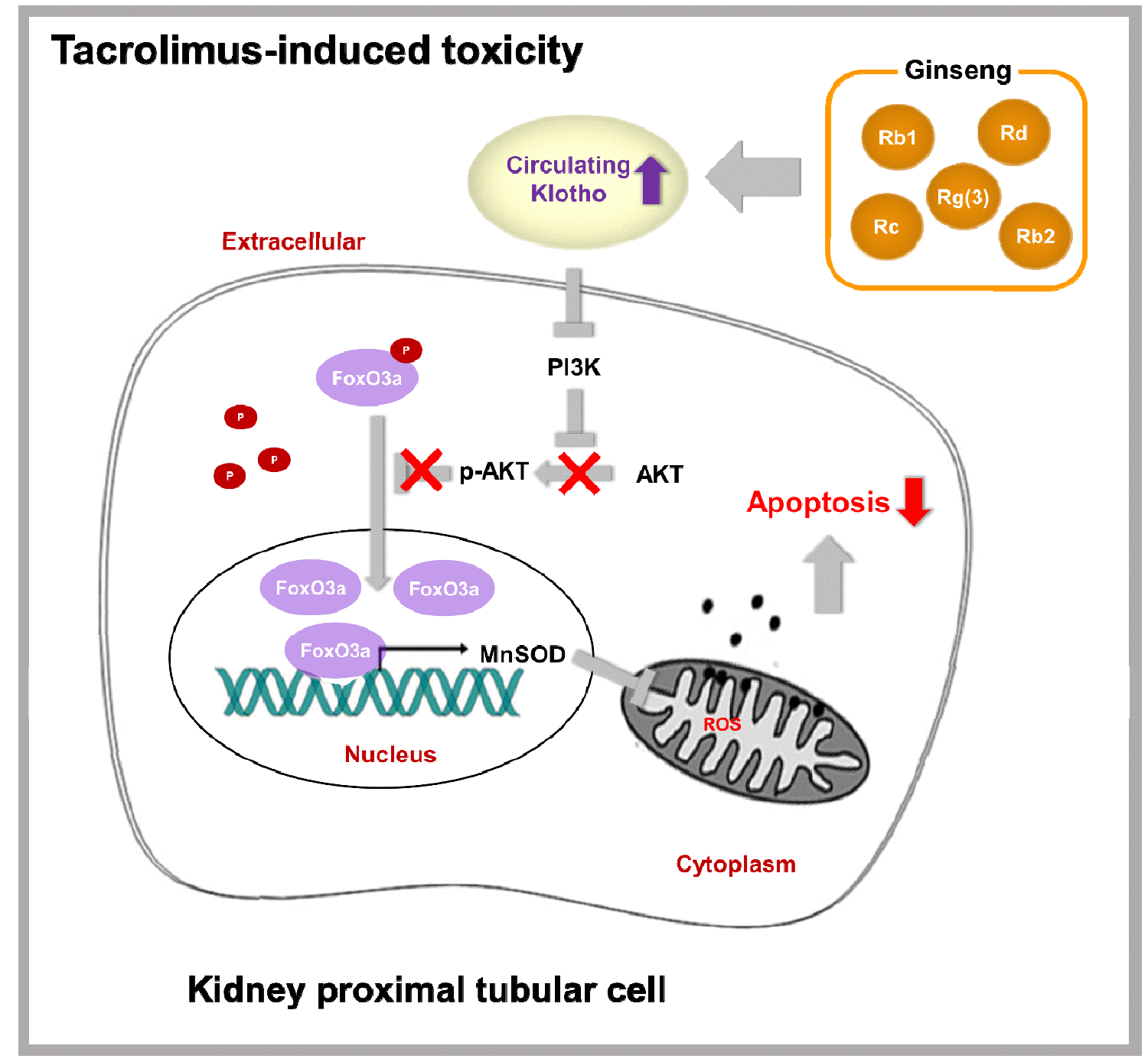 Ginseng increases Klotho expression by FoxO3mediated manganese