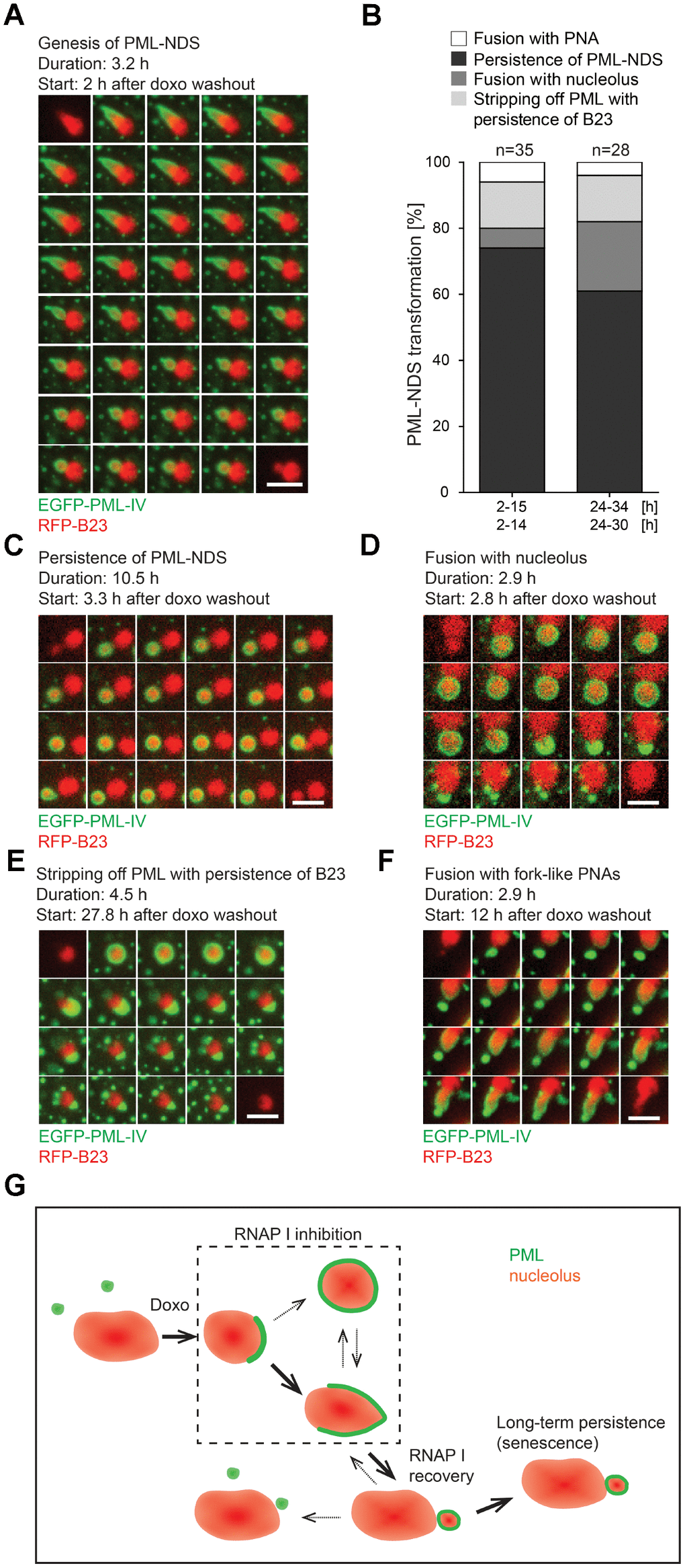 Dynamic PML protein nucleolar associations with persistent DNA damage