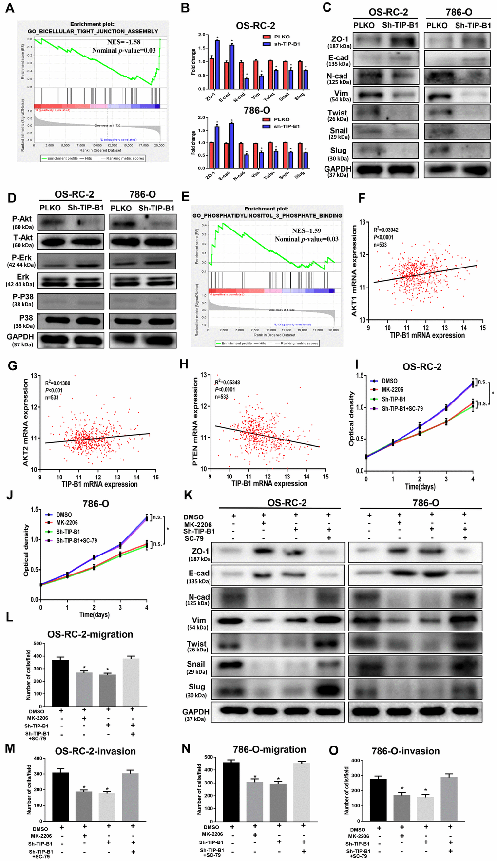 TIPB1 promotes kidney clear cell carcinoma growth and metastasis via