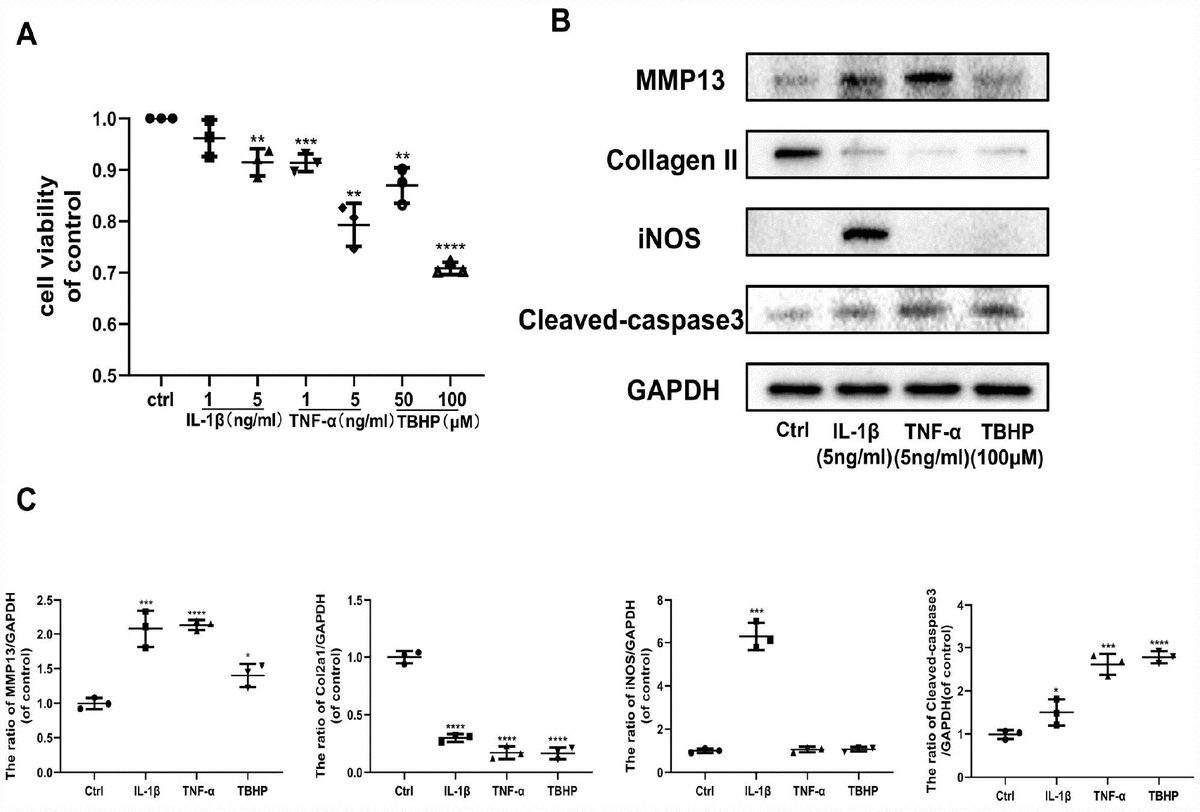 Astaxanthin protects against osteoarthritis via Nrf2 a guardian of